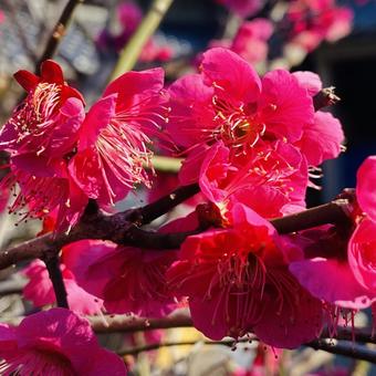 うめの花 うめの花の写真