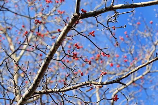 たくさんの花水木の赤い果実 花水木,秋,花水木の果実の写真素材