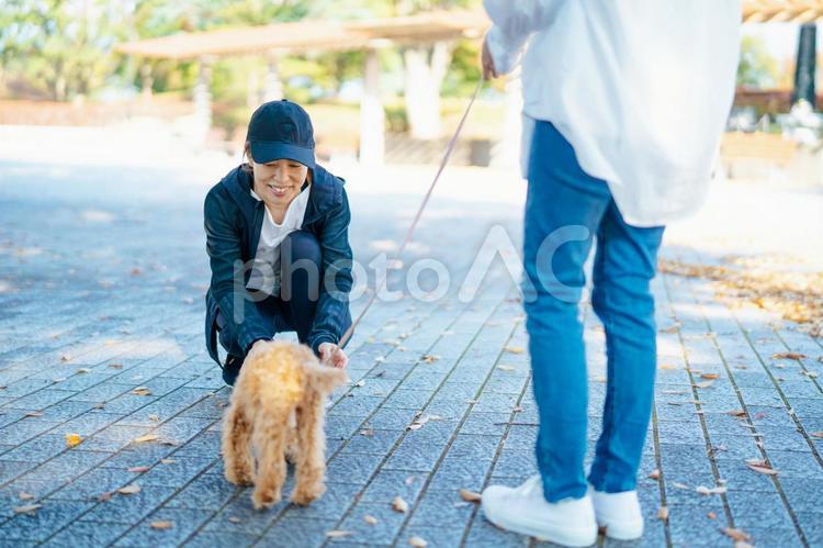 犬の散歩中に挨拶する女性たち 犬,ペット,愛犬の写真素材