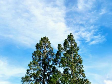空と木がある風景 空と木がある風景の写真