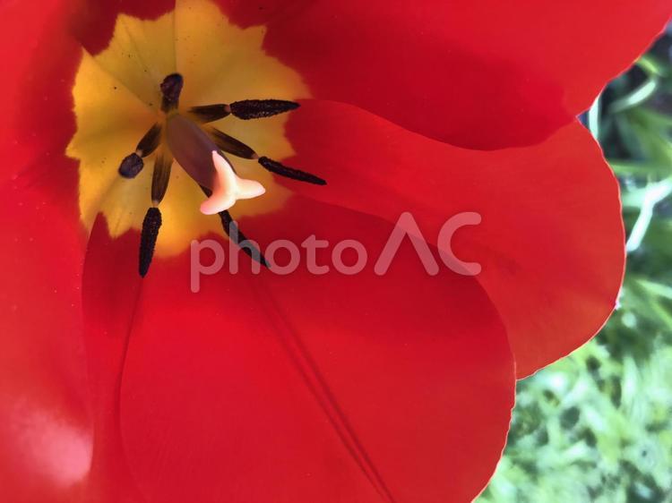 チューリップ 花,自然,春の写真素材