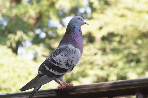 ハトポッポの写真