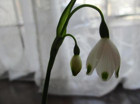Lily of the valley daffodil, JPG