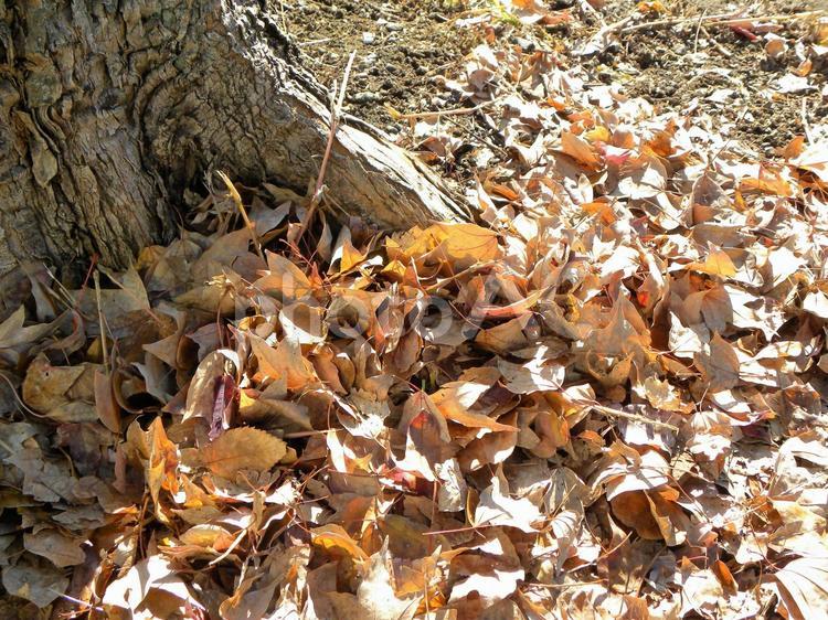 落ち葉　木の根元 地面,木,根の写真素材
