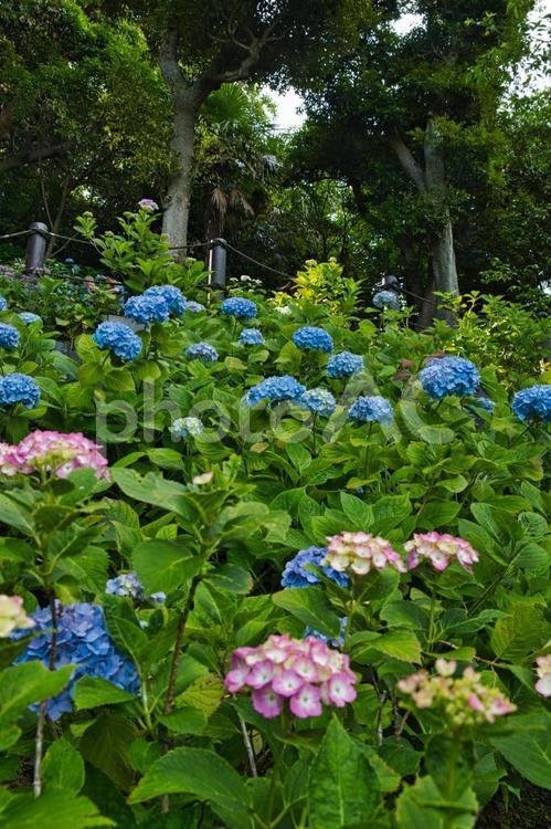 紫陽花3 紫陽花,満開,アジサイの写真素材