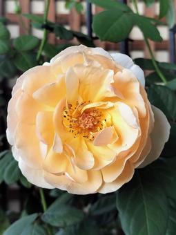 ベランダのバラ・ジュードジオブスキュア 薔薇,バラ,ジュードジオブスキュアの写真素材