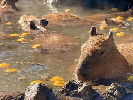 カピバラ温泉 カピバラ温泉 温泉カピバラ,ゆず湯,カピバラの写真素材