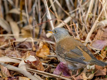 地面を歩くシロハラ 地面を歩くシロハラ シロハラ,野鳥,鳥の写真素材