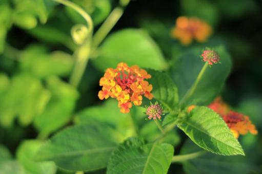 ランタナ(和名:七変化)のオレンジ色の花の写真