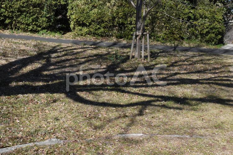 雨水過ぎの横須賀市鴨居の公園樹木の樹影 神奈川県立観音崎公園,三軒家園地,公園樹木の写真素材