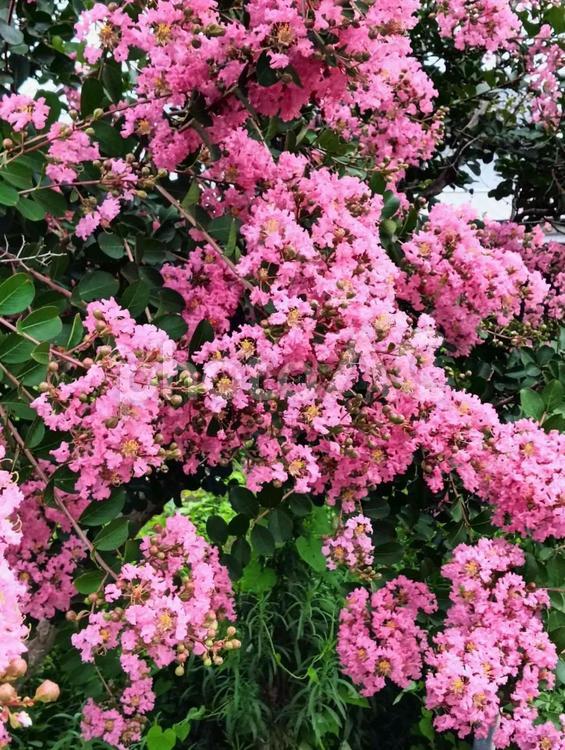 花咲いた木 葉っぱ,葉,草木の写真素材
