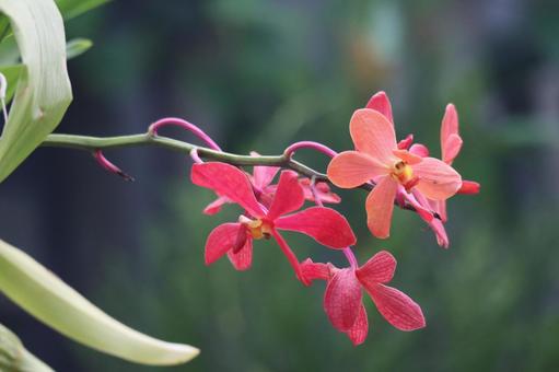 枝先の赤い花びらのモカラの花のアップ 枝先の赤い花びらのモカラの花のアップの写真