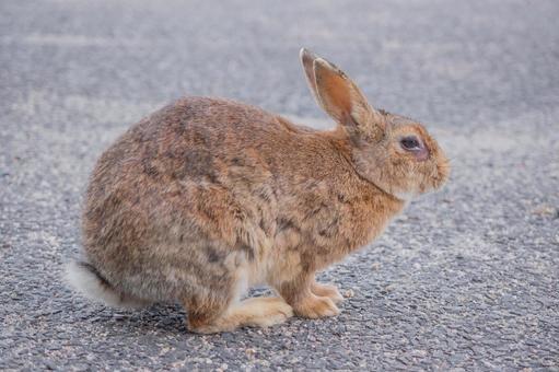 Okuno Rabbit, JPG Okuno Rabbit, JPG