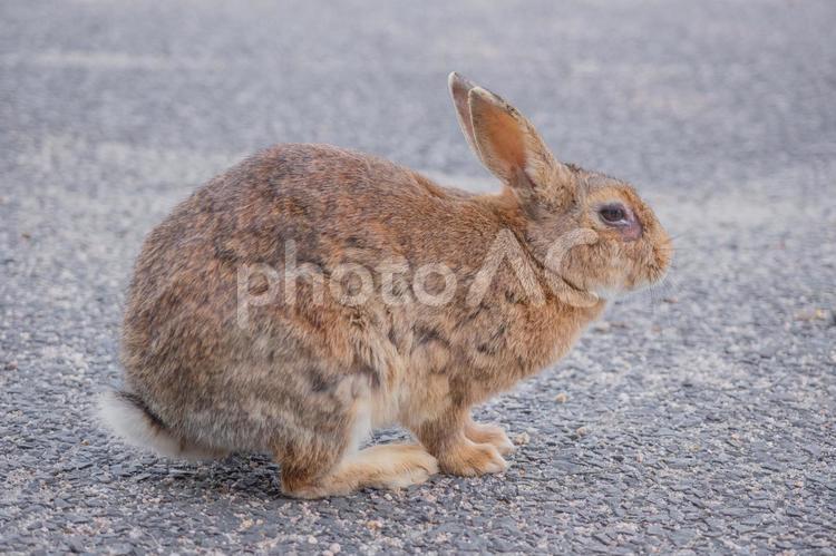 大久野のウサギ 大久野島,うさぎ,瀬戸内海の写真素材