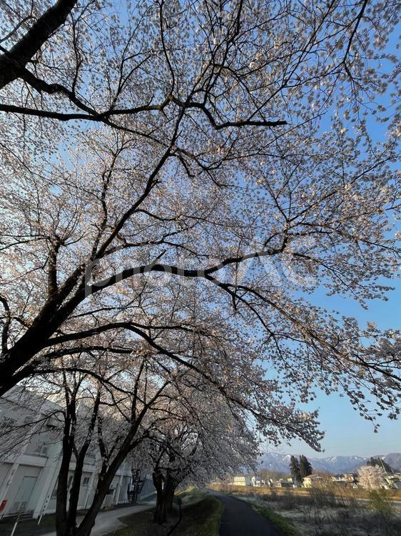 朝日とさくら 春,桜,初春の写真素材