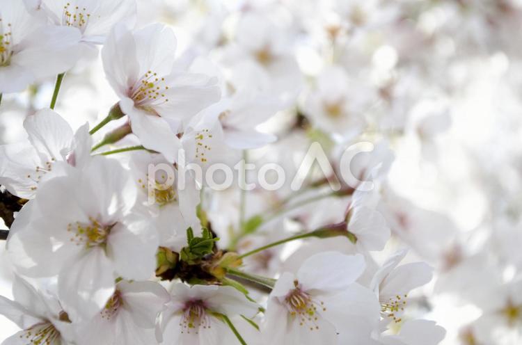 いっぱいの桜 桜,春,白の写真素材