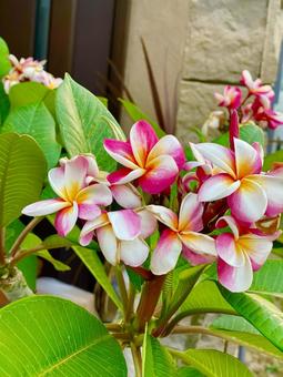プルメニアの花 プルメニアの花の写真