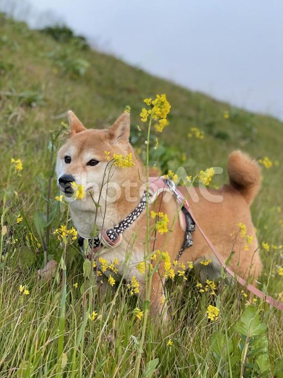 菜の花と柴犬 柴犬,愛犬,犬の写真素材