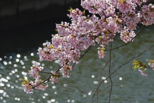 河津桜 河津桜の写真