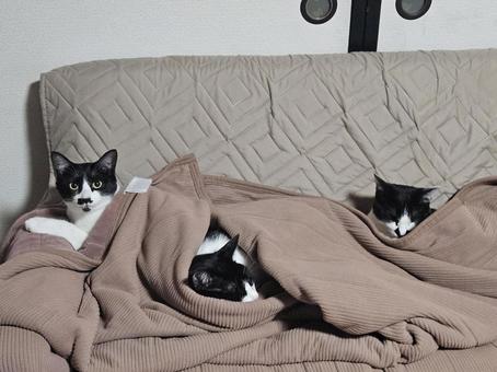 A mother and baby cat in a blanket, JPG