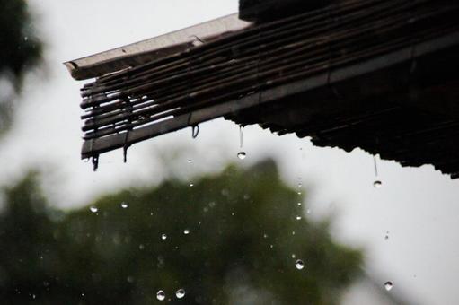 雨 雨の写真