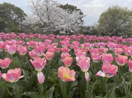 桜とチューリップ 桜とチューリップ 桜,チューリップ,春の写真素材