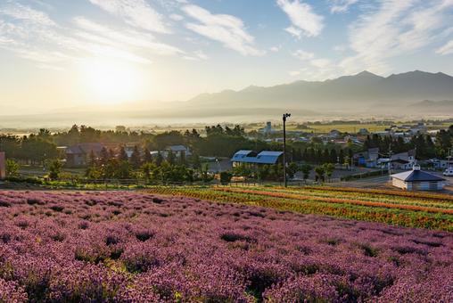 早朝のラベンダー畑 早朝のラベンダー畑 ラベンダー,早朝,中富良野町の写真素材