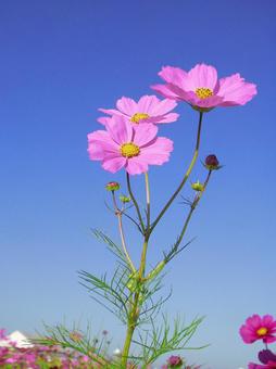 コスモスの写真
