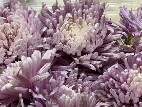 食用菊ラベンダーゆでる前 食用菊,もってのほか,菊の写真素材