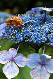 Cicada shells left on hydrangeas, JPG Cicada shells left on hydrangeas, JPG