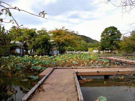 鶴岡八幡宮・源氏池上に続く木道の橋 鶴岡八幡宮,橋,板の写真素材