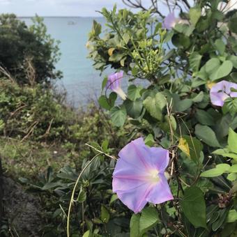 朝顔：2月の三重城 (Okinawa)の写真