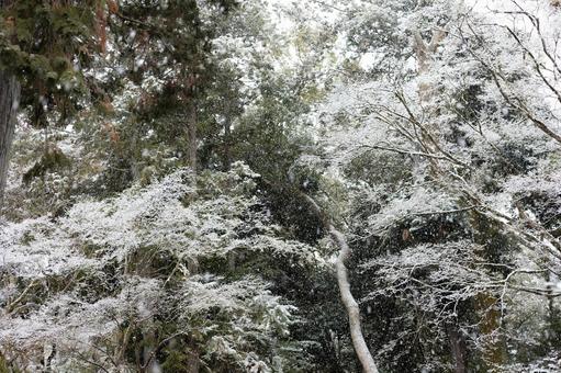 冬至 大雪(二十四節季イメージ) 冬至 大雪(二十四節季イメージ)の写真