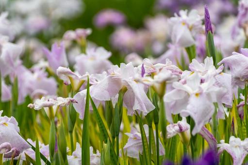 淡い紫色の花菖蒲が咲き誇る初夏の風景 淡い紫色の花菖蒲が咲き誇る初夏の風景の写真