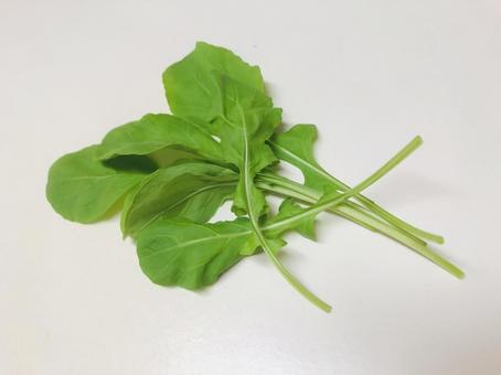 新鮮なルッコラ複数枚 ルッコラ,野菜,ハーブの写真素材