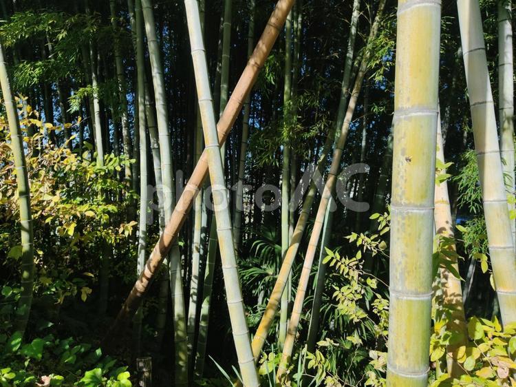 木漏れ日が当たる竹林 冬,木漏れ日,竹の写真素材
