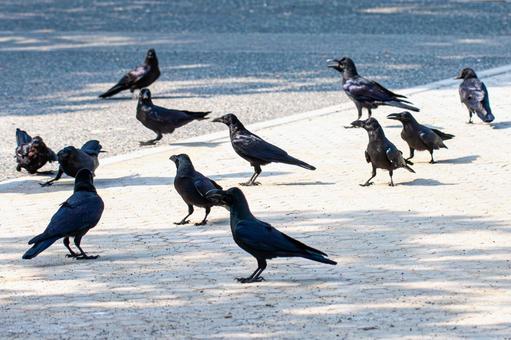 カラスの群れ カラスの群れの写真