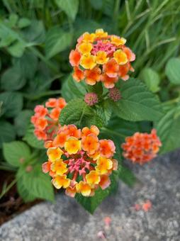 ランタナの写真