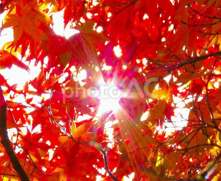秋イメージ〜紅葉の隙間から射す陽光 秋イメージ,秋,モミジの写真素材
