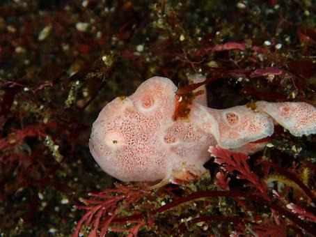 イロカエルアンコウの幼魚 イロカエルアンコウ,イロカエルアンコウの幼魚,カエルアンコウの写真素材