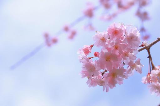 淡いしだれ桜の写真