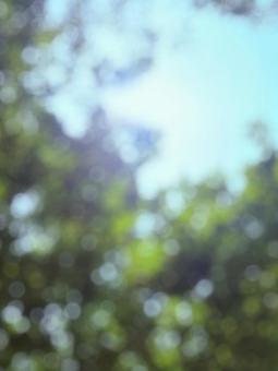 植物と空のぼかし画像2 植物と空のぼかし画像2の写真
