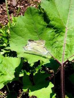 モンシロチョウ モンシロチョウ,2匹,自然の写真素材