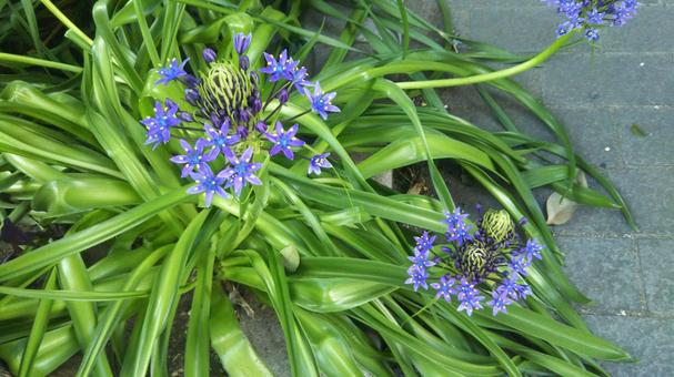咲き始めたユリの花 咲き始めたユリの花の写真