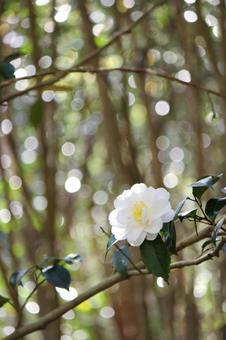 椿 椿 椿,五月,7月の写真素材
