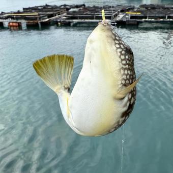 釣り上げられ暴れるコモンフグ 河豚,コモンフグ,魚釣りの写真素材