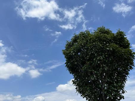 変わった形の木 変わった形の木の写真