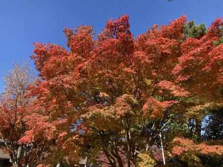 モミジの紅葉と青空 モミジ,紅葉,黄葉の写真素材