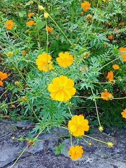 黄色いコスモス 黄色いコスモス キバナコスモス,花,コスモスの写真素材