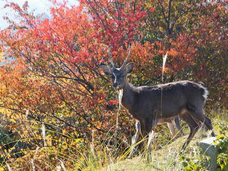 鹿と紅葉 鹿,紅葉,自然の写真素材